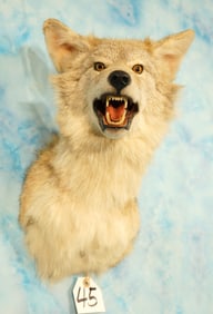 Coyote Shoulder Taxidermy Mount
