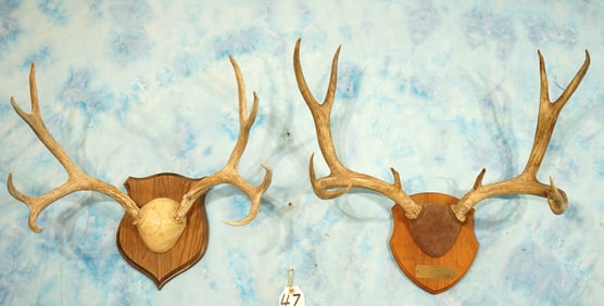 Pair of Good Size Mule Deer Antlers on Panels Taxidermy