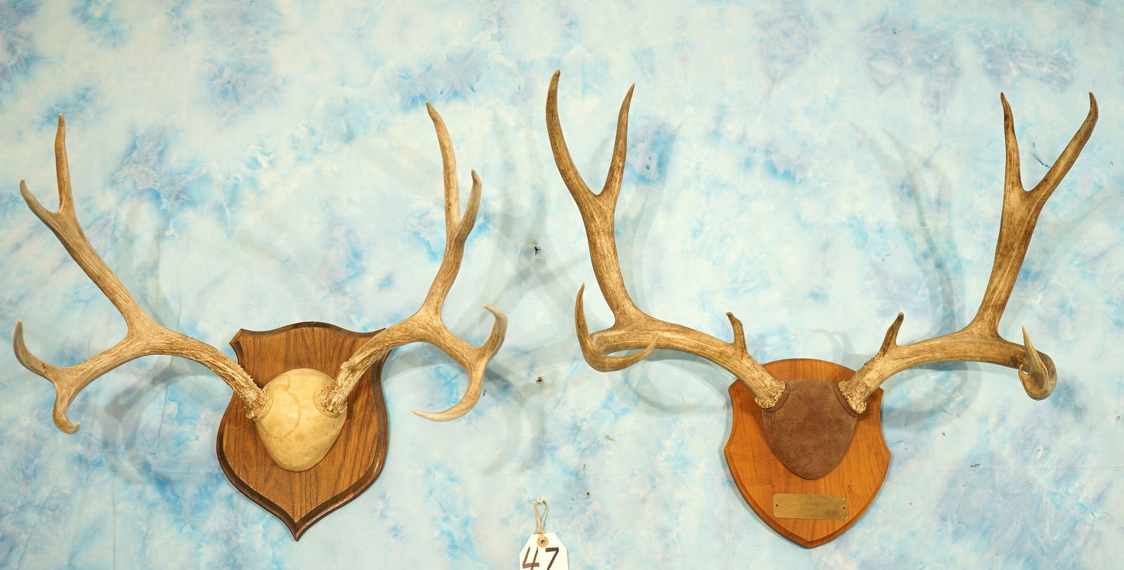 Pair of Good Size Mule Deer Antlers on Panels Taxidermy (1 of 3)