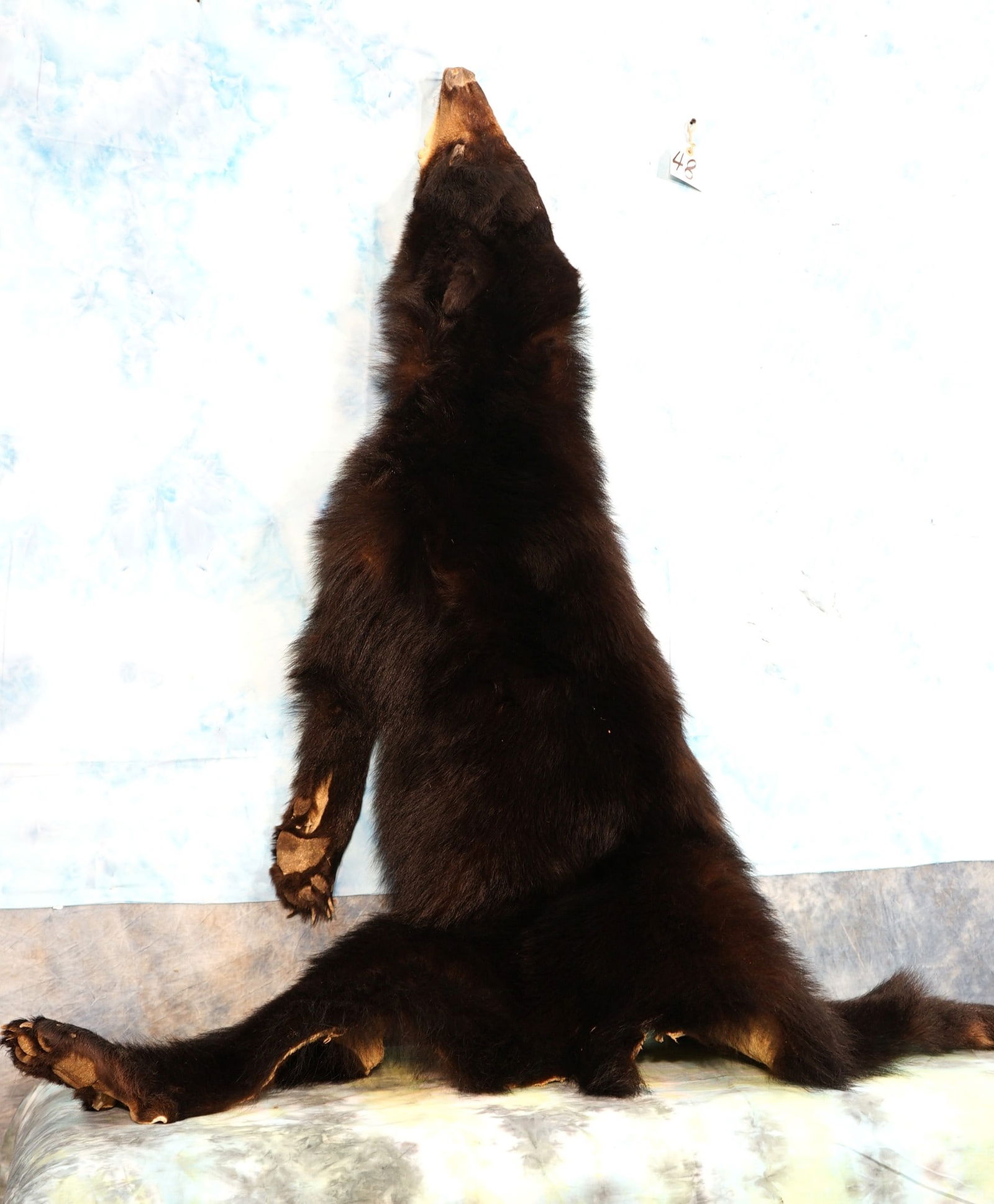 Complete Tanned Black Bear Skin Taxidermy (1 of 4)