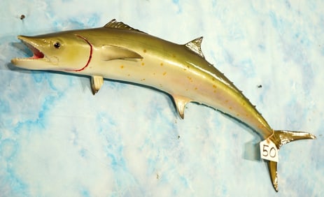 34 1/4" Fiberglass Reproduction Spanish Mackerel Taxidermy Fish Mount
