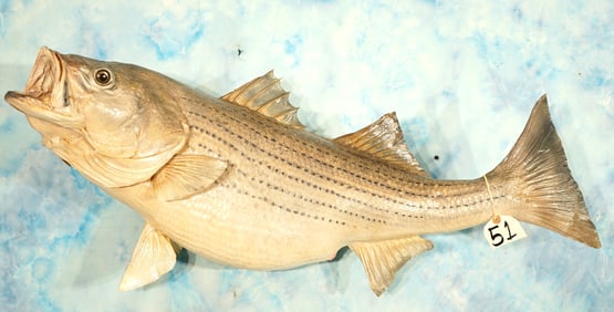 37" Real Skin Striped Bass or "Striper" Taxidermy Fish Mount
