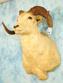 Yukon Dall Sheep Shoulder Taxidermy Ram Mount