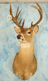 6 x 5 Old Mexico Whitetail Deer Shoulder Taxidermy Mount