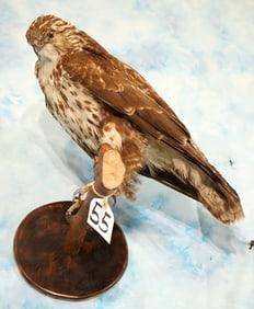 Regal Russian Buteo Hawk Legal Taxidermy Bird Mount
