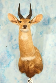 African Chobe Bushbuck Shoulder Taxidermy Mount