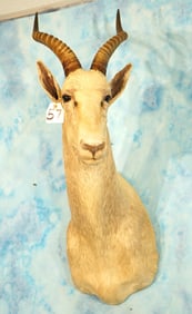 African White Blesbuck Antelope Shoulder Taxidermy Mount