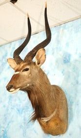 African Southern Nyala Antelope Shoulder Taxidermy Mount