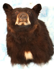 Brand New Canadian Black Bear Shoulder Taxidermy Mount