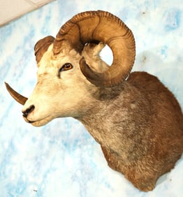 Stone Sheep Shoulder Taxidermy Ram Mount