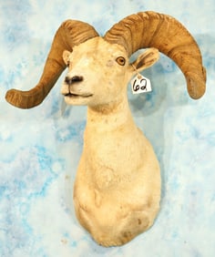 Desert Bighorn Sheep Shoulder Taxidermy Ram Mount