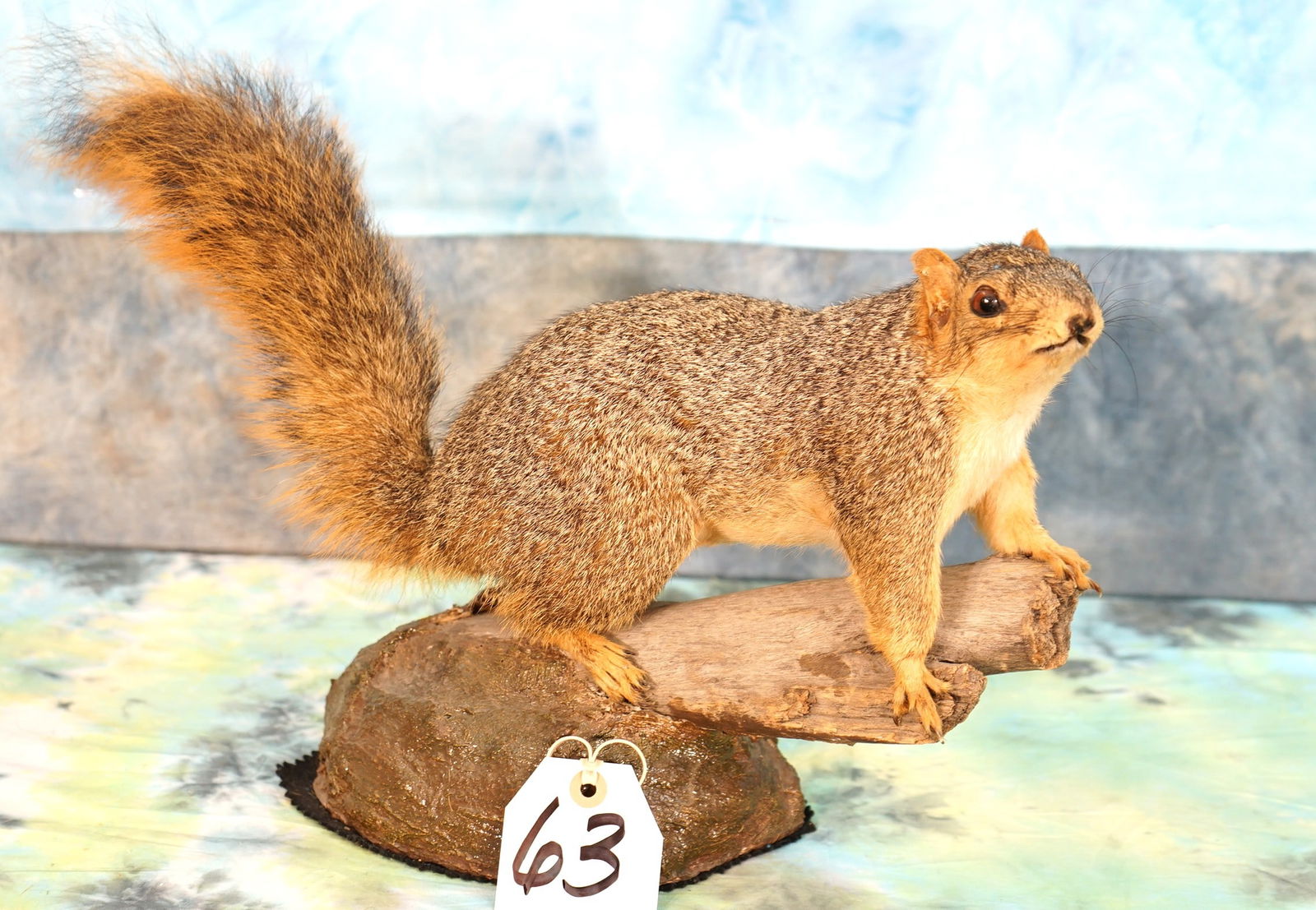 New Fox Squirrel Full Body Taxidermy Mount (1 of 3)