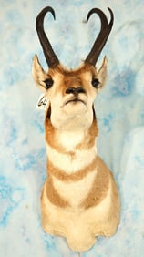 Beautiful Pronghorn Antelope Shoulder Taxidermy Mount