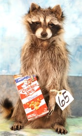 Full Body Raccoon with Cracker Jacks Taxidermy Novelty Mount