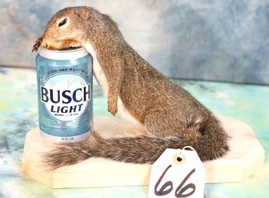 Drunken Squirrel Novelty Taxidermy Mount