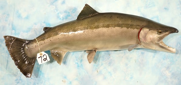 35" Brand New Fiberglass Reproduction King Salmon Quality Taxidermy Fish Mount