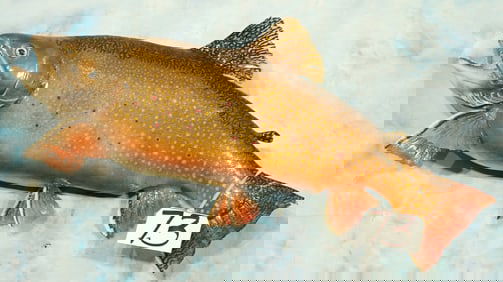 19 1/2" Real Skin Brook Trout High Quality Taxidermy Fish Mount