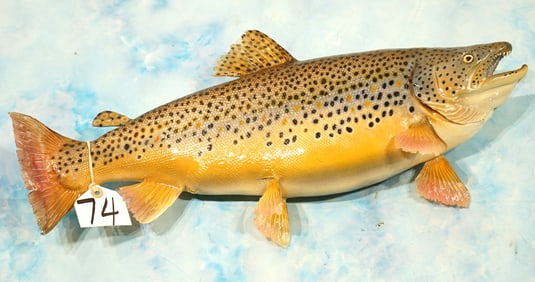 23" Real Skin Brown Trout High Quality Taxidermy Fish Mount