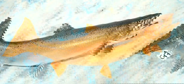 32 1/4" Real Skin "Steelhead" Extra-Large Rainbow Trout Quality Taxidermy Fish Mount