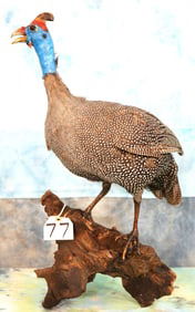 Beautiful African Helmeted Guinea Fowl Taxidermy Bird Mount
