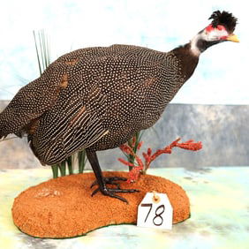 Cool! African Crested Guinea Fowl Taxidermy Bird Mount