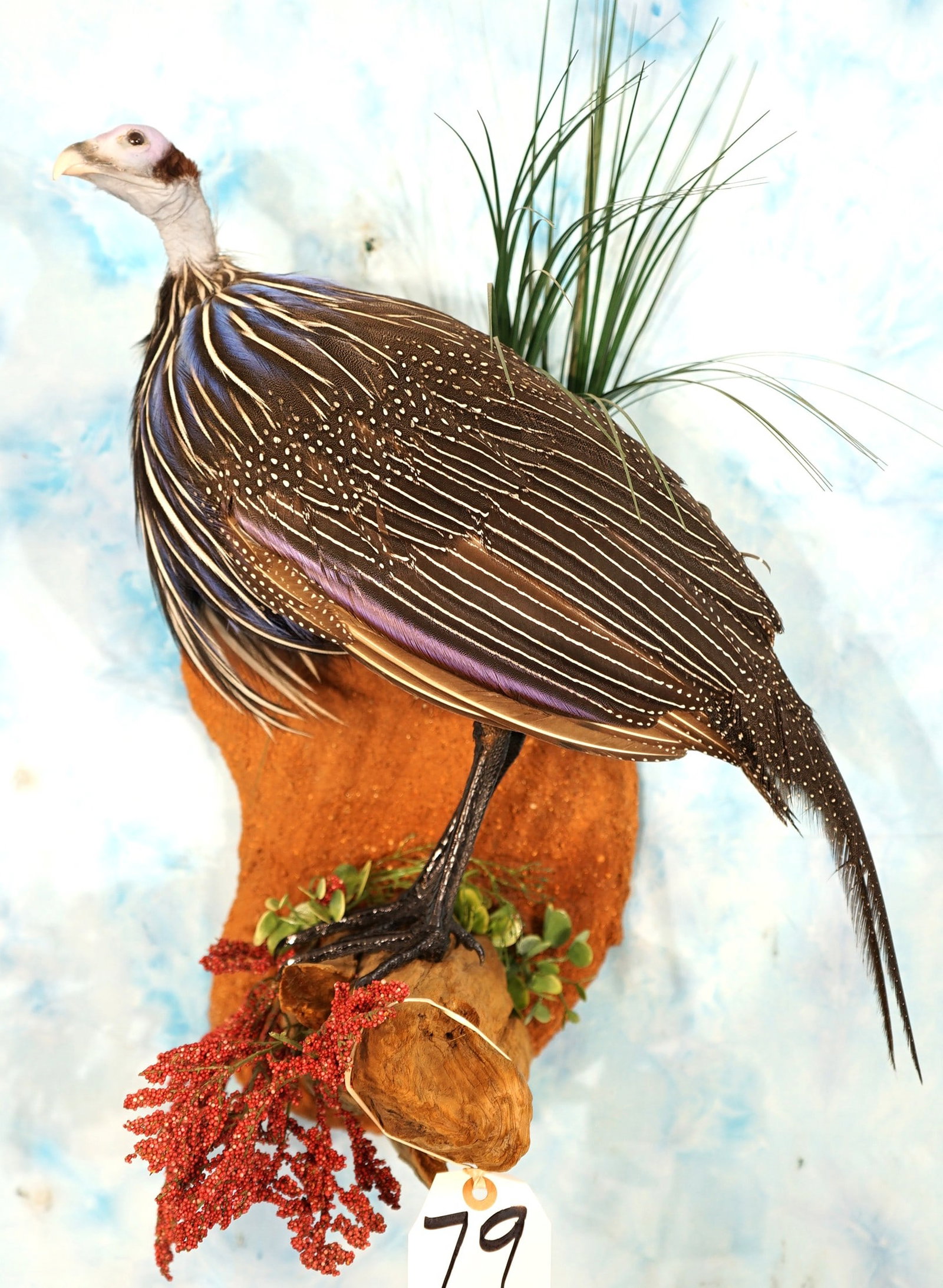 Awesome! African Vulturine Guinea Fowl Quality Taxidermy Bird Mount: This is truly a gorgeous Bird on a beautiful natural habitat base. The mount is clean and in mint condition. The taxidermy quality is simply outstanding grading a 10+.