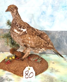 Beautiful Blue Grouse Taxidermy Bird Mount