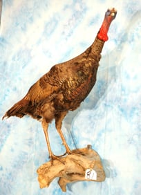 Wild Turkey Jake on Limb Taxidermy Bird Wall Mount