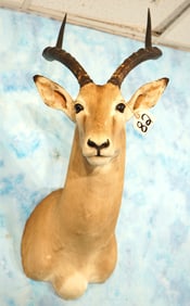 African Southern Impala Antelope Shoulder Taxidermy Ram Mount