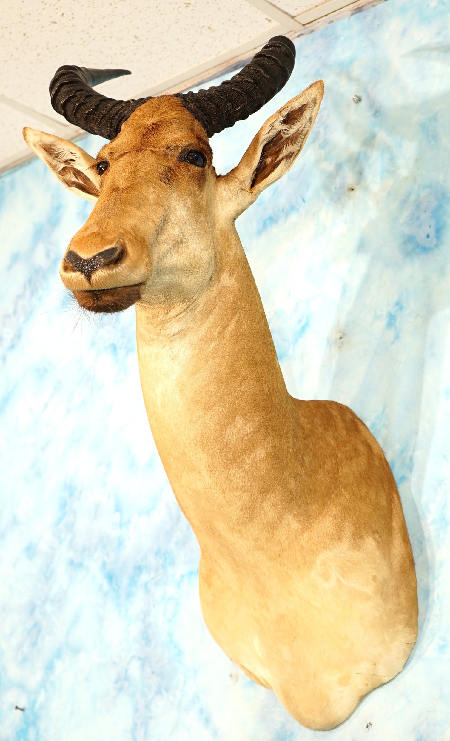 East African Cokes Hartebeest Antelope Shoulder Taxidermy Mount: This mount is clean and in excellent condition. This is a Record Class Bull with excellent taxidermy quality that grades a 9.5.