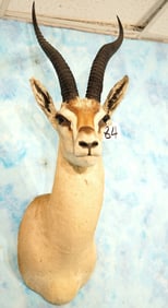 Gorgeous East African Grants Gazelle Shoulder Taxidermy Mount