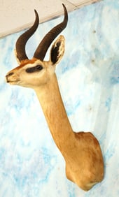 East African Gerenuk Gazelle Shoulder Taxidermy Mount