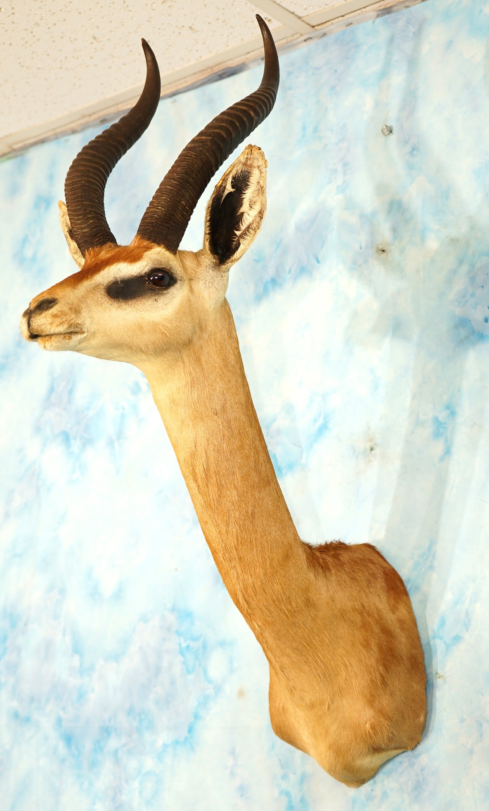 East African Gerenuk Gazelle Shoulder Taxidermy Mount (1 of 3)