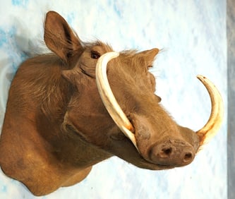 Gold Medal High Record Book African Warthog Shoulder Taxidermy Mount