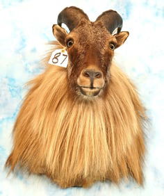 Beautiful Himalayan Tahr Shoulder Taxidermy Trophy Mount
