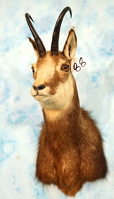 Alpine Chamois Shoulder Taxidermy Mount