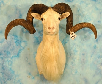 Record Book Gold Medal Texas Dall Sheep Shoulder Taxidermy Mount