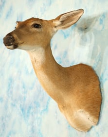 Whitetail Doe Shoulder Taxidermy Mount