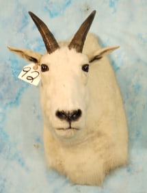 Rocky Mountain Goat Shoulder Taxidermy Mount