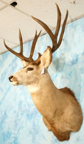 Rocky Mountain Mule Deer Shoulder Taxidermy Mount