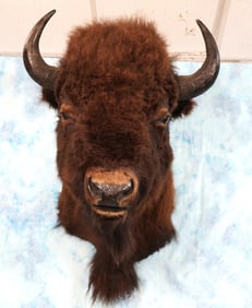 Very Nice American Bison Shoulder Taxidermy Mount