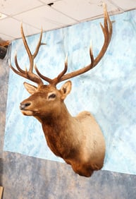 Good 6 x 6 Bulk Elk Shoulder Taxidermy Mount