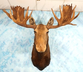 Alaskan Moose Shoulder Taxidermy Mount