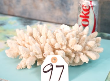 Large Piece of Gorgeous Deep Sea White Coral