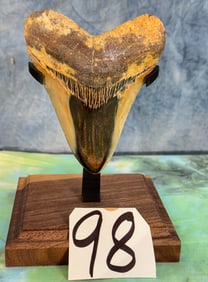 Beautiful Authentic Polished Megalodon Prehistoric Shark Tooth Fossil on Custom made  Display Stand