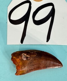 Authentic Quality African T-Rex Dinosaur Fossil Tooth
