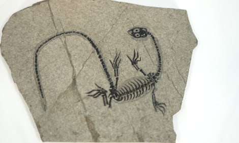 Authentic Complete Jurassic Period Nothosaurus Dinosaur Fossil