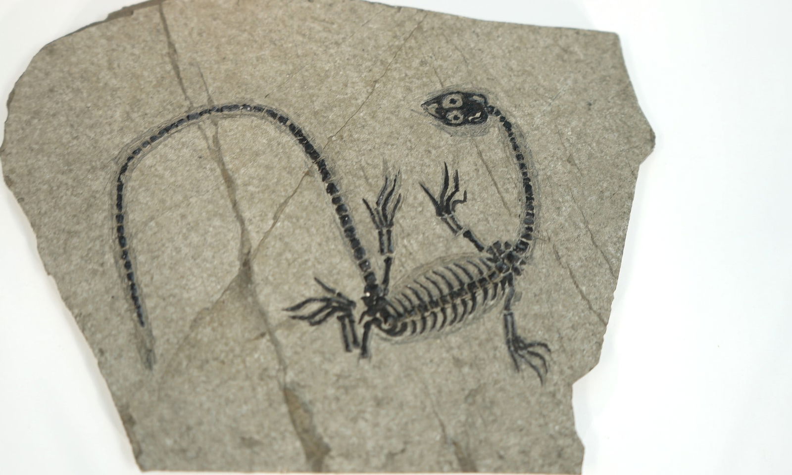 Authentic Complete Jurassic Period Nothosaurus Dinosaur Fossil (1 of 4)