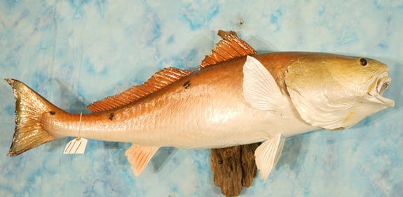 Awesome 40 1/2" Real Skin Saltwater Trophy Redfish Taxidermy Fish Mount