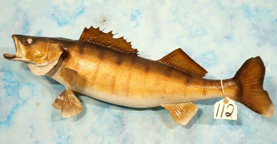 Trophy 30 1/2" Real Skin Walleye Taxidermy Fish Mount